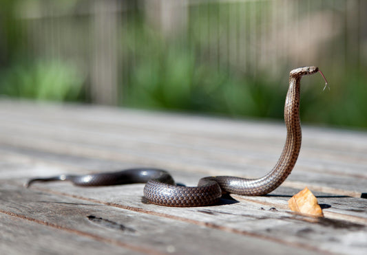 Are There Really Lots Of Snakes In Australia?