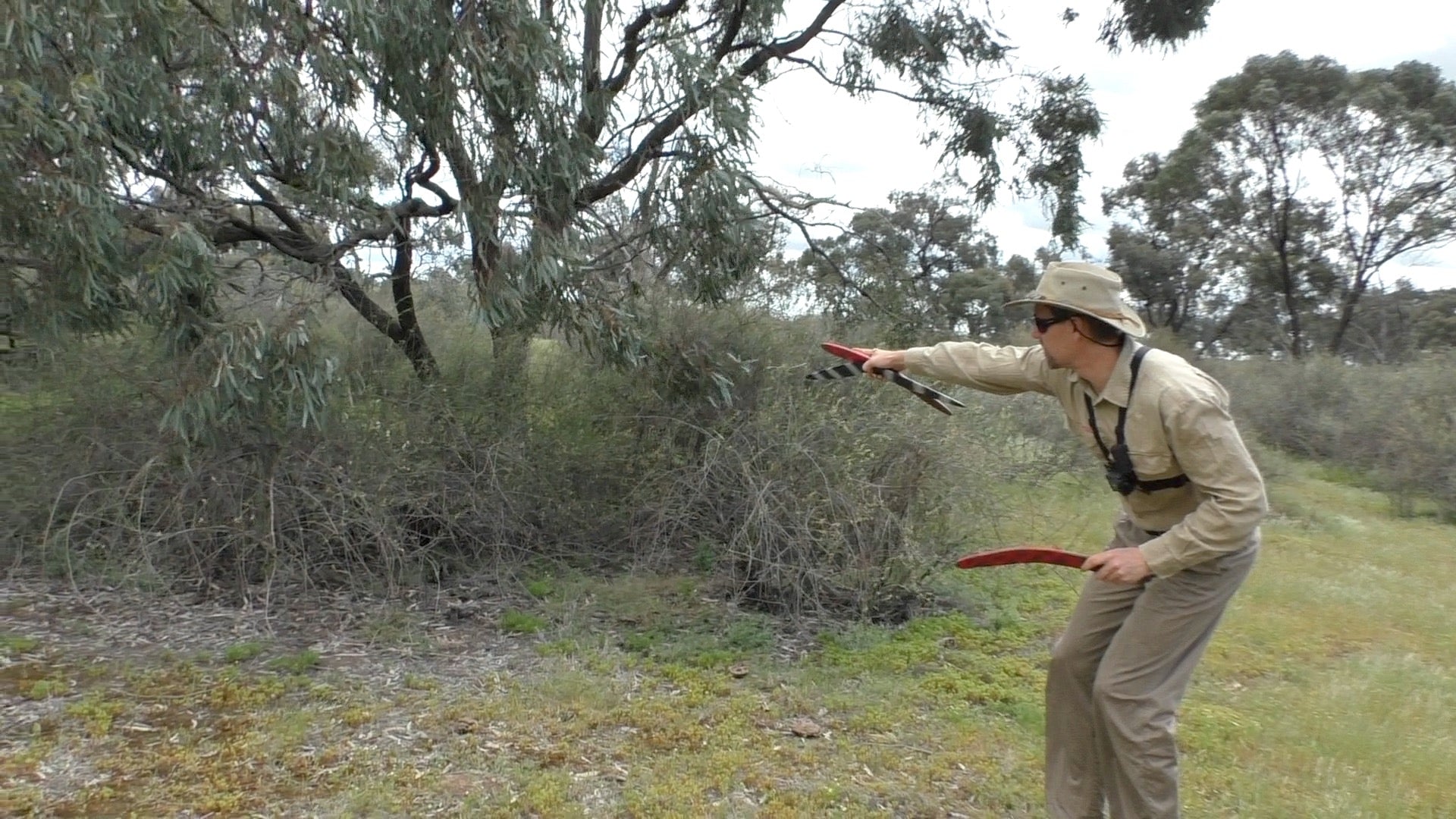 Load video: Aussie man hunts rabbits on the run with hunting boomerang.